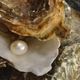 Illustration for article titled Lucky mothershucker finds a pearl in his oyster dinnerem/em